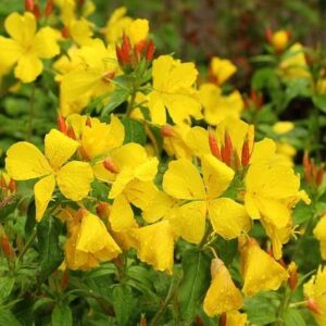 Έλαιο νυχτολούλουδο