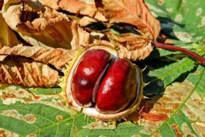 Έλαιο ιπποκαστανέας (Horse Chestnut oil)