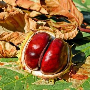 Έλαιο ιπποκαστανέας (Horse Chestnut oil)