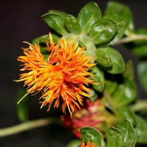 Καρθαμέλαιο (Safflower oil)