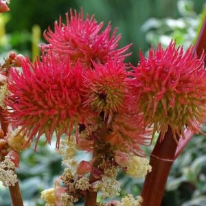 Καστορέλαιο