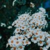Έλαιο Αχιλλέα (Achillea millefolium)