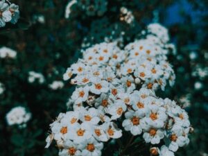 Έλαιο Αχιλλέα (Achillea millefolium)