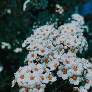 Έλαιο Αχιλλέα (Achillea millefolium)