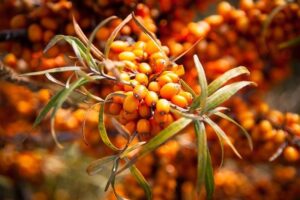Έλαιο ιπποφαές (Sea Buckthorn oil)
