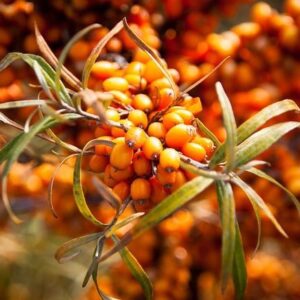 Έλαιο ιπποφαές (Sea Buckthorn oil)