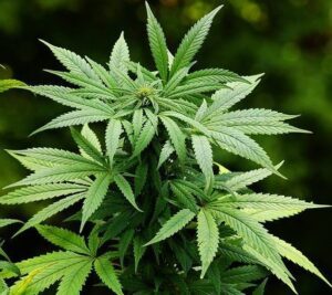 Έλαιο Κάνναβης  (Cannabis Sativa Seed  Oil)