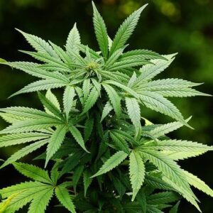 Έλαιο Κάνναβης  (Cannabis Sativa Seed  Oil)