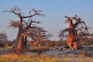 Έλαιο μπαομπάμπ (Baobab)