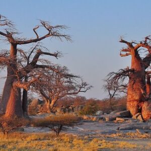 Έλαιο μπαομπάμπ (Baobab)