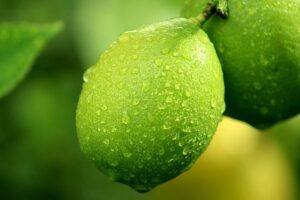 Αιθέριο Έλαιο Μοσχολέμονο (Lime)