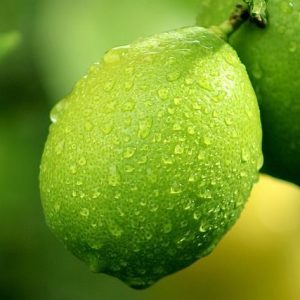 Αιθέριο Έλαιο Μοσχολέμονο (Lime)