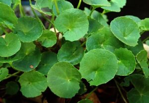 Έλαιο Σεντέλα (Centella Asiatica leaf ectract)  (Gotu Kola)