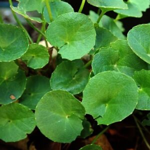 Έλαιο Σεντέλα (Centella Asiatica leaf ectract)  (Gotu Kola)