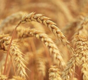 Σιτέλαιο (Wheat Germ Oil)