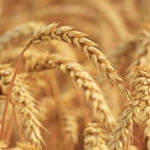 Σιτέλαιο (Wheat Germ Oil)