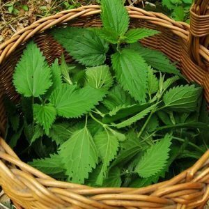 Μητρικό Βάμμα Τσουκνίδας