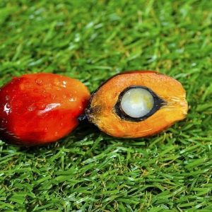 Φοινικοπυρηνέλαιο (Palm Kernel oil)